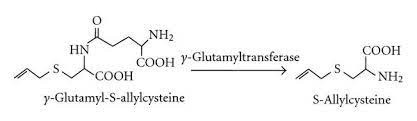 S Allyl L Cysteine synthesis S Allyl L Cysteine synthesis