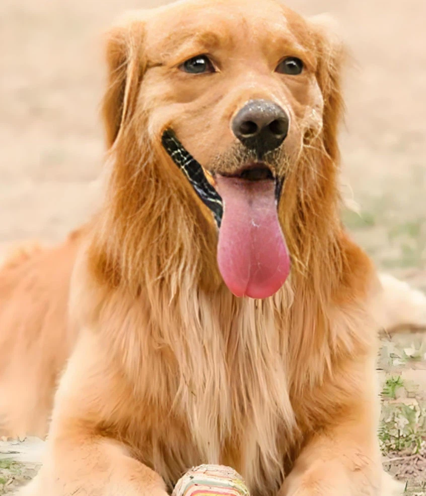 Fluralaner Drops use | Shaanxi BLOOM Tech Co., Ltd Fluralaner Drops use | Shaanxi BLOOM Tech Co., Ltd