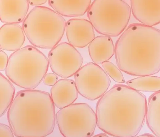 SLU-PP-332 Adipokine Secretion | Shaanxi BLOOM Tech Co., Ltd SLU-PP-332 Adipokine Secretion | Shaanxi BLOOM Tech Co., Ltd
