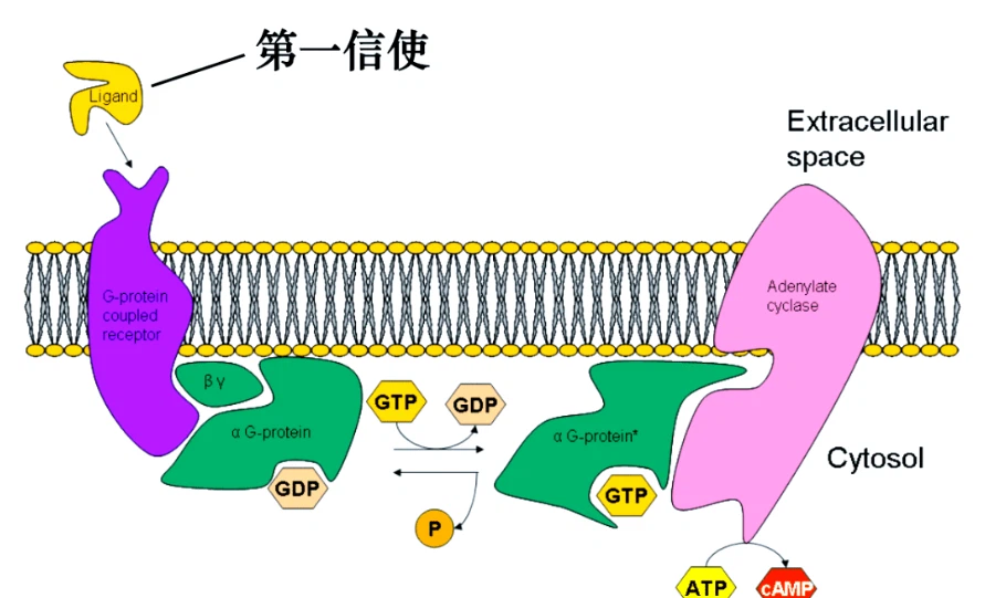 Bioglutide NA-931 cellular | Shaanxi BLOOM Tech Co., Ltd Bioglutide NA-931 cellular | Shaanxi BLOOM Tech Co., Ltd