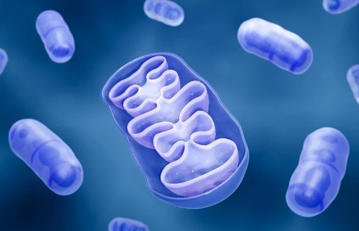Idebenone Mitochondrial Autophagy Regulation | Shaanxi BLOOM Tech Co., Ltd Idebenone Mitochondrial Autophagy Regulation | Shaanxi BLOOM Tech Co., Ltd