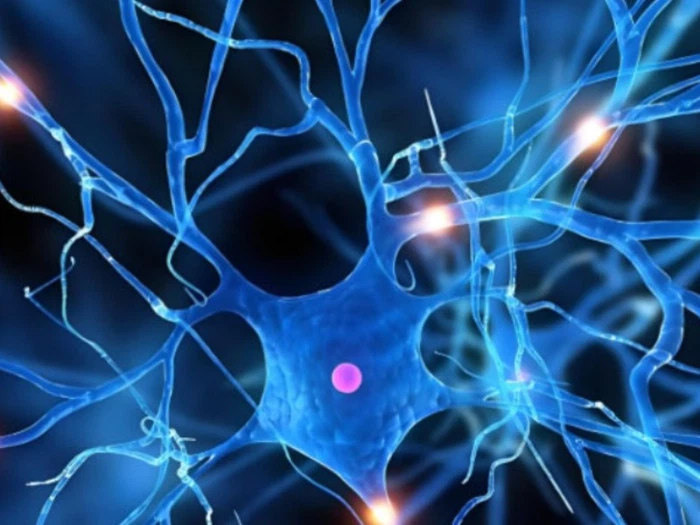 Idebenone Neurodegenerative Diseases | Shaanxi BLOOM Tech Co., Ltd Idebenone Neurodegenerative Diseases | Shaanxi BLOOM Tech Co., Ltd