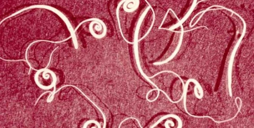 Fenbendazole Ivermectin uses | Shaanxi BLOOM Tech Co., Ltd Fenbendazole Ivermectin uses | Shaanxi BLOOM Tech Co., Ltd